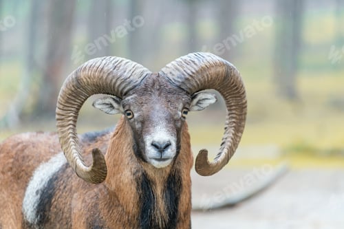 Preview: Close-up shot of a big curved horned Mouflon sheep with a blurry forest background