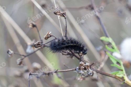 Preview: forest tent caterpillar moth