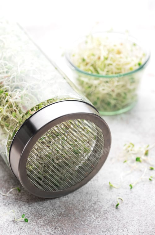 Preview: Microgreens grown in a jar.