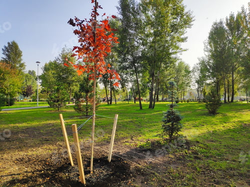 Preview: Newly planted red orange maple trees in a row in city park at spring summer, nature ecology earth