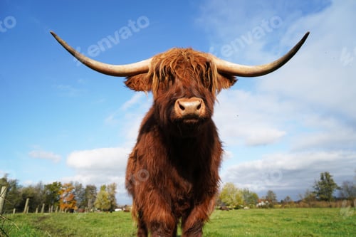 Preview: Closeup of a highland cow standing in the middle of the field on a sunny day