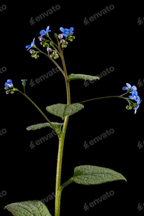 Preview: Blue flower of brunnera, forget-me-not, myosotis, isolated on black background