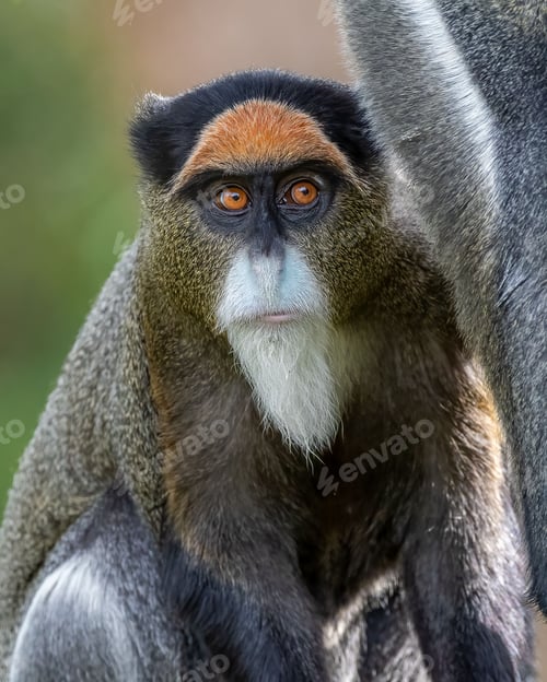 Preview: Closeup portrait of a brazza's monkey.