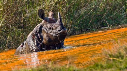 Preview: Greater One-horned Rhinoceros, Royal Bardia National Park, Nepal
