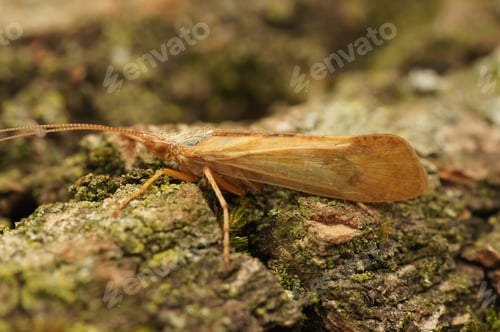 Preview: Closeup on a very pale species, greasy looking Trichoptera caddisly species, Limnephilus flavicornis