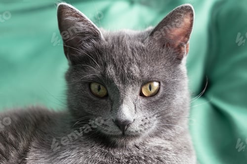 Preview: Close up muzzle of domestic grey cat looking at camera. Green background