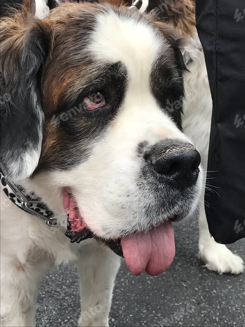 Preview: Cute dog - tongue out