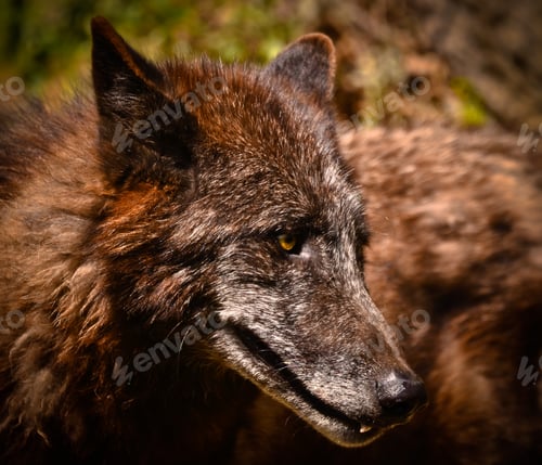 Preview: A beautiful wolf with a warm pelt is hiding behind green plants and looking curious