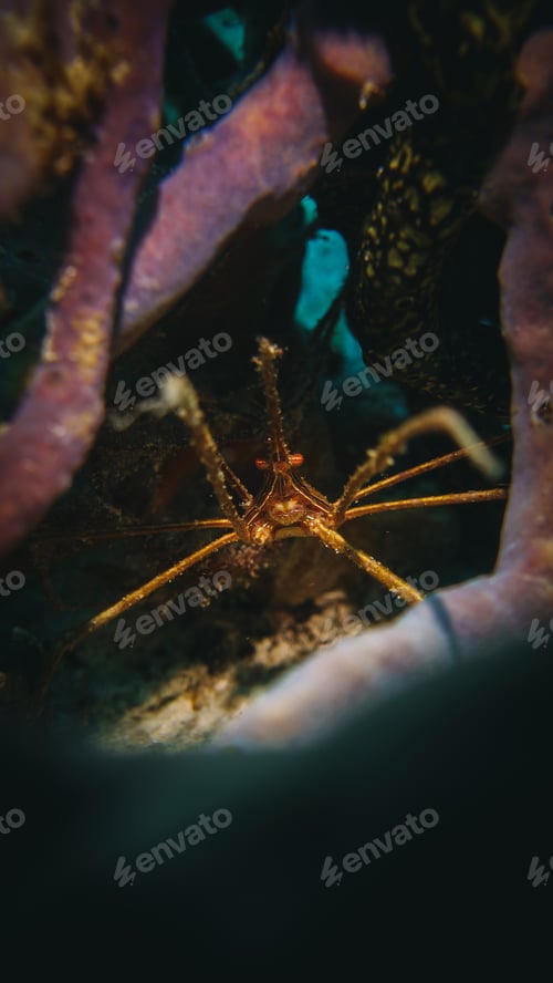 Preview: underwater photo of a spider crab ,macro and vertical photo