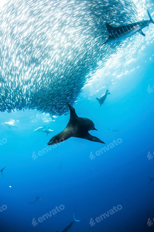 Preview: Striped marlin hunting mackerel and sardines, joined by sea lions