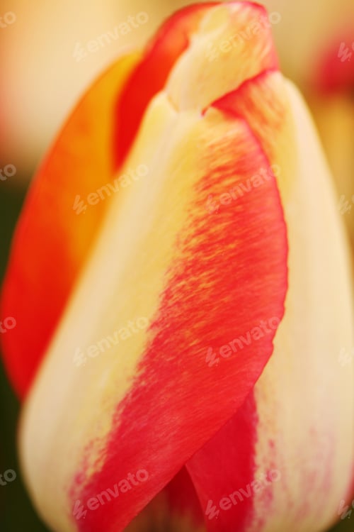 Preview: Tulip