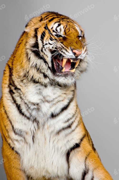 Preview: Tiger's Snarling