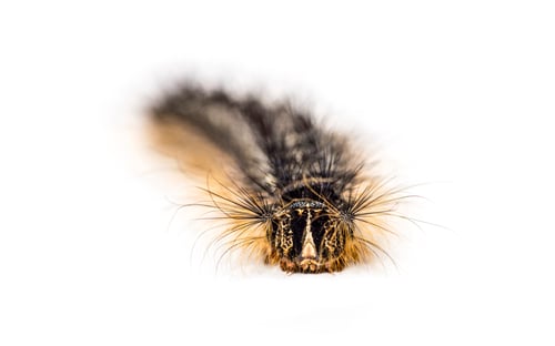 Preview: Front view of the Caterpillar of a Lymantria dispar, the gypsy moth against a white background