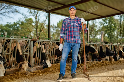 Preview: Farmer Is Working On Farm With Dairy Cows