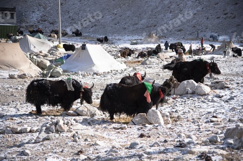 Preview: Group of yaks is gathered on a rocky outcropping in a snowy landscape with tents in the background