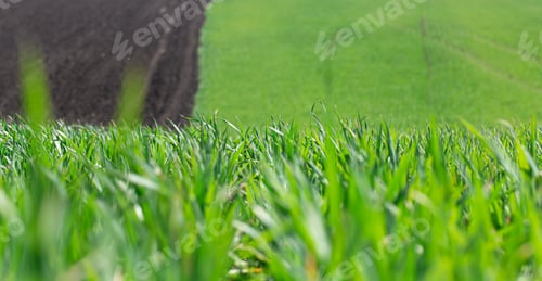 Preview: Beautiful green wheat fields in Ukraine. Green wheat sprouts in a field, close-up.