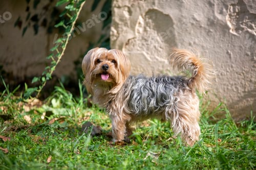 Preview: Pet animal; cute dog face portrait photo.