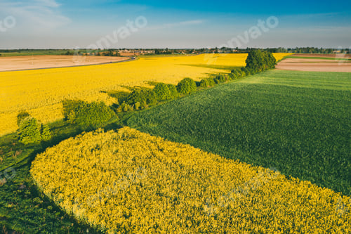 Preview: Natural Green Field With Trails Lines In Blooming Canola Yellow