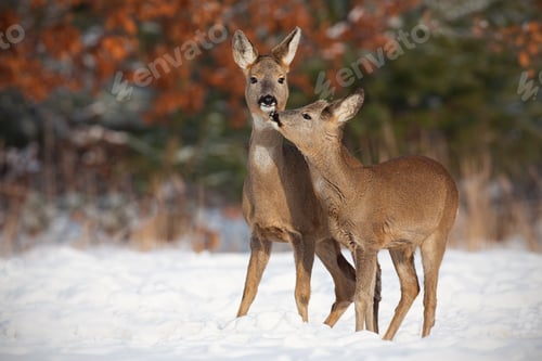 Preview: Mother and son roe deer, capreolus capreolus, in deep snow in winter kissing