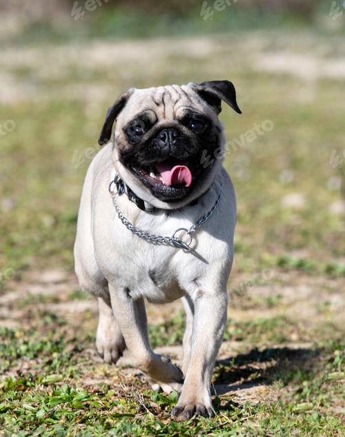 Preview: young pug outdoor