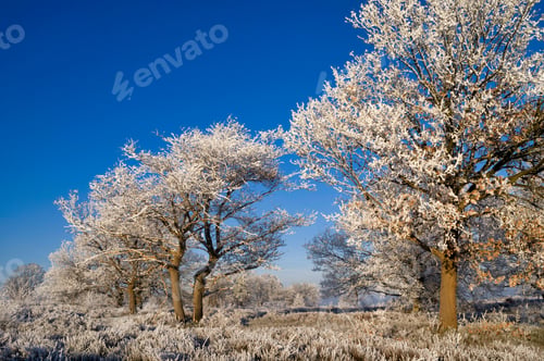 Preview: Riped trees in the Sallandse Heuvelrug National Park