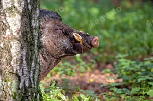 Preview: Visayan Warty Pig in the forest