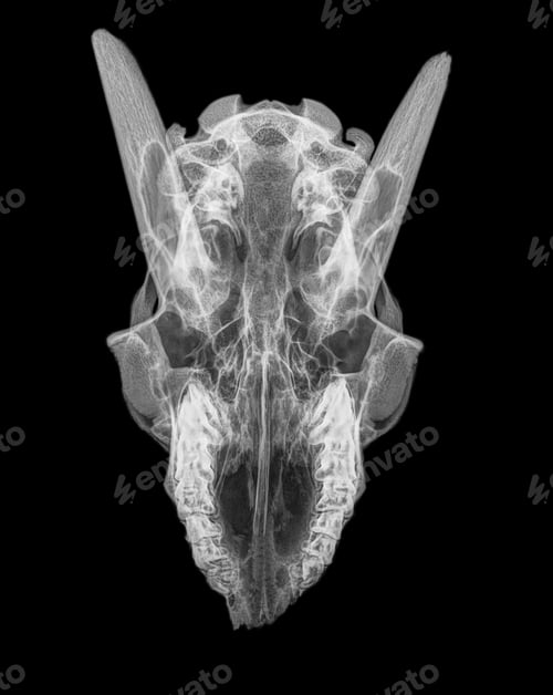 Preview: Top View X-ray of goat's skull on black background