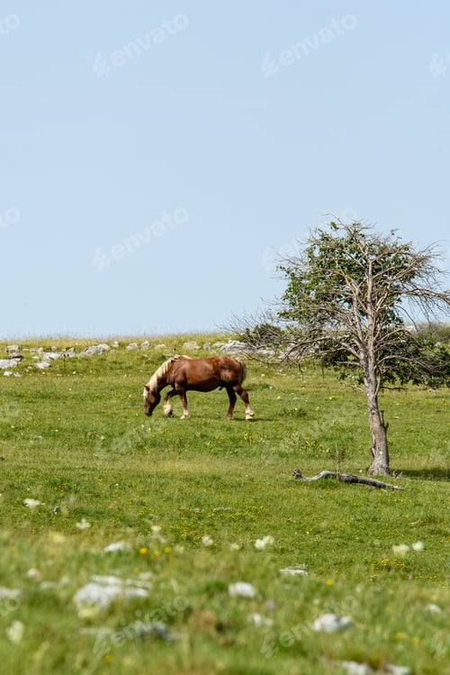 Preview: Free-roaming horse on green pasture on Velebit mountain in Croatia