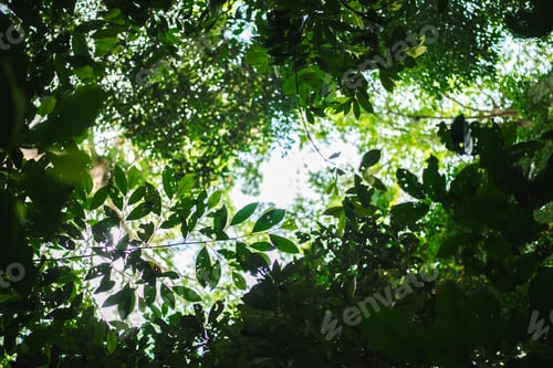 Preview: Environmental Conservation, Emphasizing Importance of Green Leaves and Trees in Forests