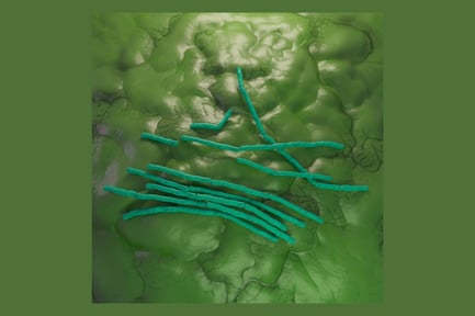 Preview: Bacillus Cereus Bacteria with Spores