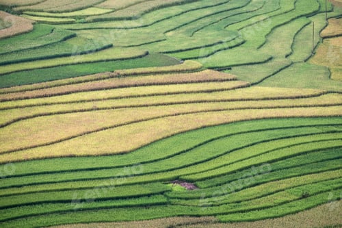 Preview: Rice fields furrow colorful pattern background