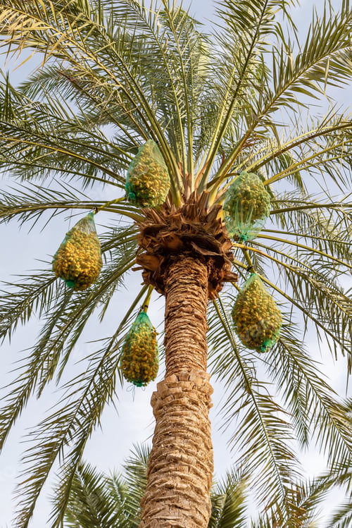 Preview: Delicious dates on palm tree covered with protection net