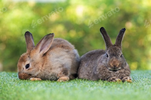 Preview: bunny Easter fluffy baby rabbit or new born rabbit. baby