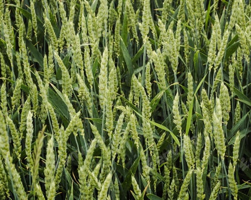 Preview: Closeup of green cereals in a field