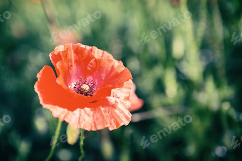 Preview: Vibrant Red Poppy Flower in a Green Field