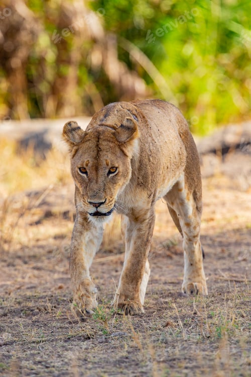 Preview: Dangrous looking lion walking towards the camera