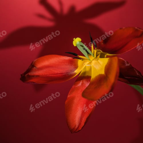 Preview: Abstract blurred background -one red tulip on a dark