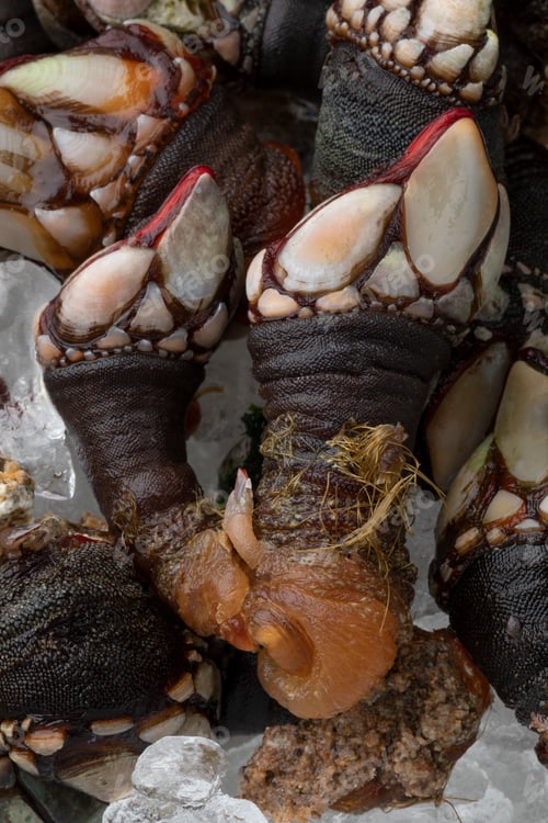 Preview: Fresh raw goose barnacles cooled on ice close up