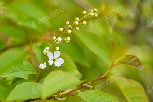 Preview: Natural background Bird cherry blooming (Prunus padus)