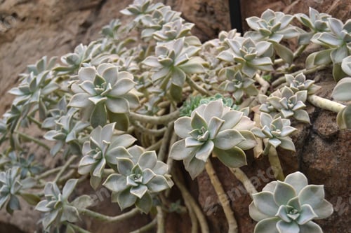 Preview: Group of succulents