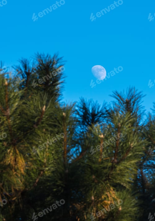 Preview: White Moon On A Blue Sky Over A Pine Tree