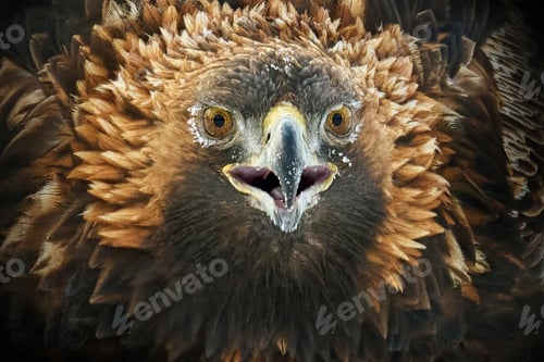 Preview: Golden eagle (Aquila chrysaetos)