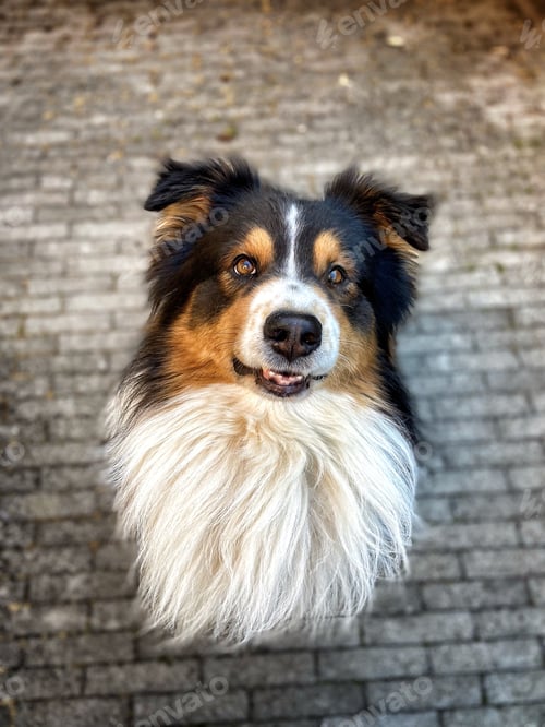 Visualização: Australian shepherd dog