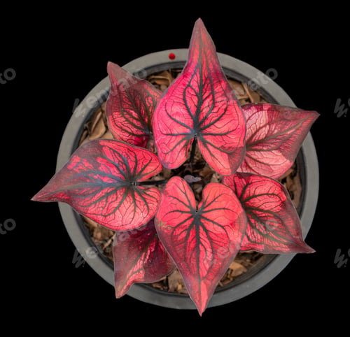 Preview: Beautiful colorful caladium on Black background isolate with clipping path. Queen