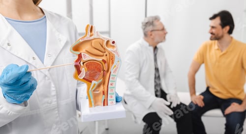Preview: Oral cavity anatomical model and throat inspection spatula in doctor hands. Otolaryngologist
