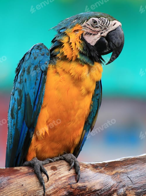 Preview: bird, parrot, Scarlet, Macaw