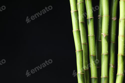 Preview: Wet green bamboo stems on black background, closeup. Space for text