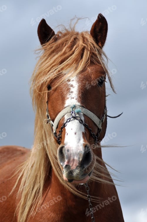 Preview: Beautiful Horse Portrait Close Up