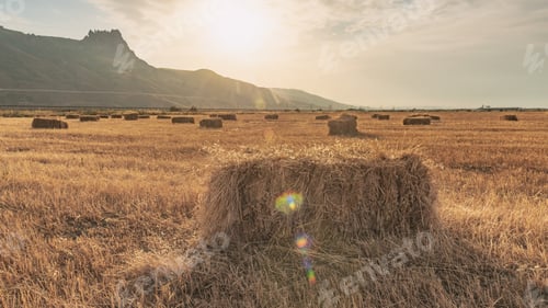 Preview: Haystacks on the field scene