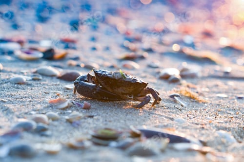 Preview: crab in a beautiful beach